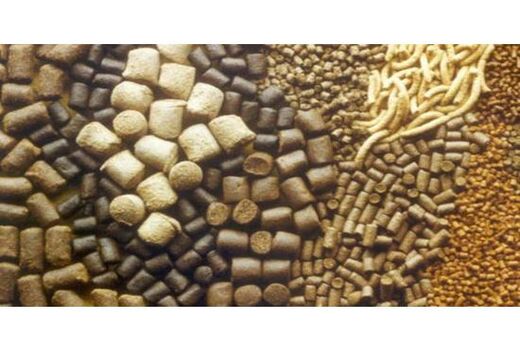 تولید 180 هزار تن خوراک دام و طیور در سوادکوه‌شمالی