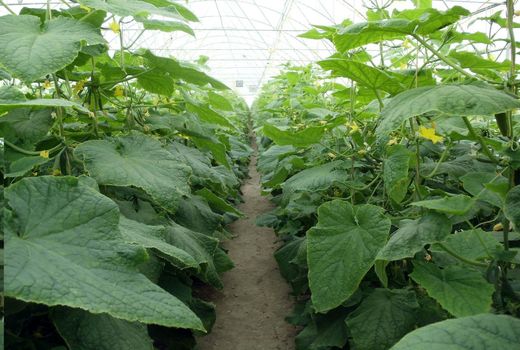 کشاورزی علم می‌خواهد البته با تجربه