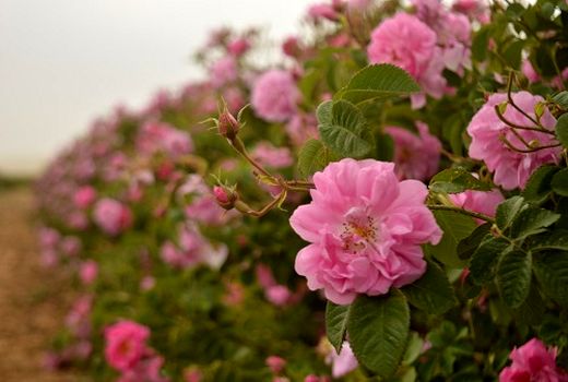 پیش‌بینی برداشت 105 تن گل محمدی از باغات دامغان