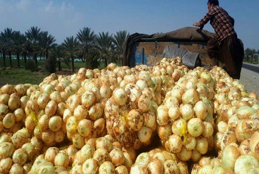 خرید تضمینی ۲۳ هزار تن پیاز مازاد از کشاورزان جنوب