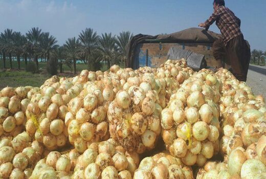 خرید تضمینی ۲۳ هزار تن پیاز مازاد از کشاورزان جنوب