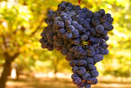 برداشت انگور سیاه در کردستان آغاز شد