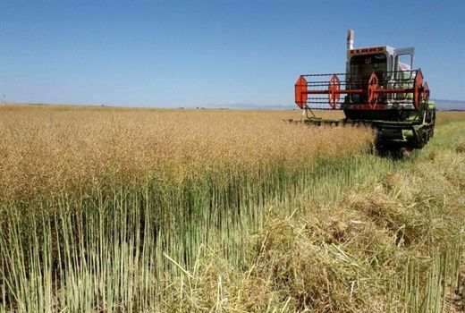 آغاز برداشت دانه‌های روغنی کلزا و کاملینا از مزارع استان قزوین