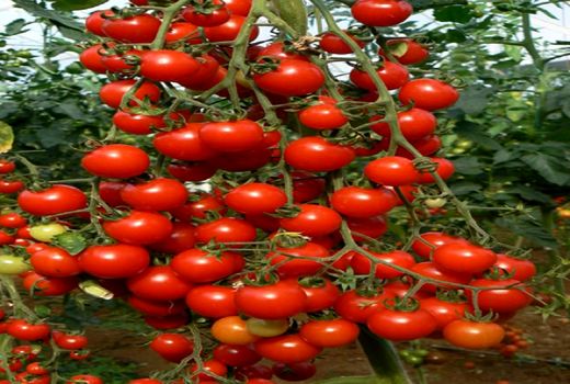 پیش‌بینی تولید ۷۰۰ تن گوجه گیلاسی در خراسان جنوبی