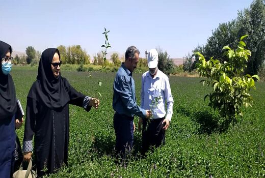 باغ های سبزی و صیفی تبریز تنها نماد باغ شهر تبریز قدیم هستند