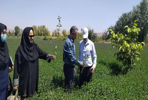 باغ های سبزی و صیفی تبریز تنها نماد باغ شهر تبریز قدیم هستند