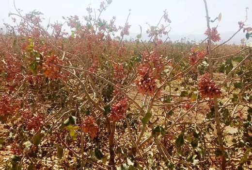 برداشت پسته از باغات استهبان آغاز شد