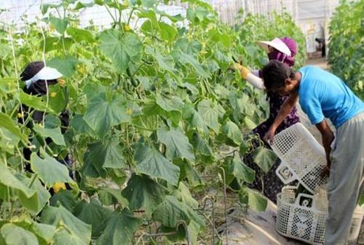 پرداخت۲هزار و ۳۴۸ فقره تسهیلات اشتغال روستایی در چهارمحال و بختیاری