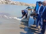 رهاسازی گسترده بچه‌ماهیان خاویاری در مازندران