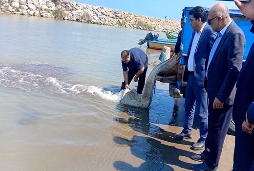 رهاسازی گسترده بچه‌ماهیان خاویاری در مازندران