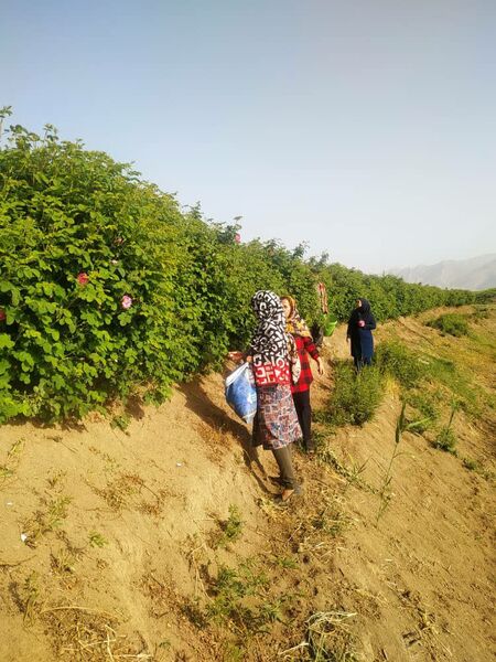نقش آفرینی زنان روستایی مرودشت در زنجیره ارزش 