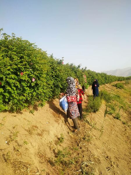 نقش آفرینی زنان روستایی مرودشت در زنجیره ارزش 