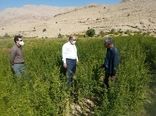 تولید نهال انار واندرفول در داراب 