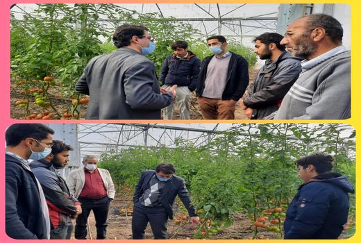 بازدید از گلخانه گوجه فرنگی روستای ارسطو درراستای تسهیل و رفع موانع تولید 