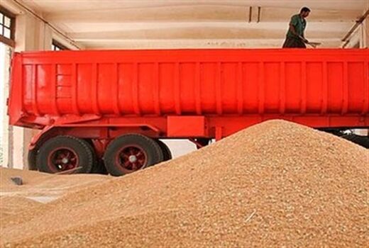 خرید تضمینی گندم از نیمه خردادماه در خراسان شمالی