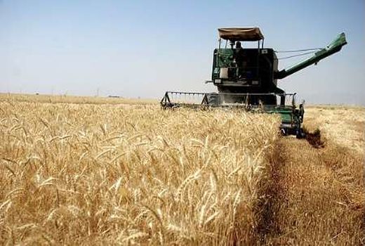 آغاز عملیات برداشت گندم از مزارع کرمانشاه 