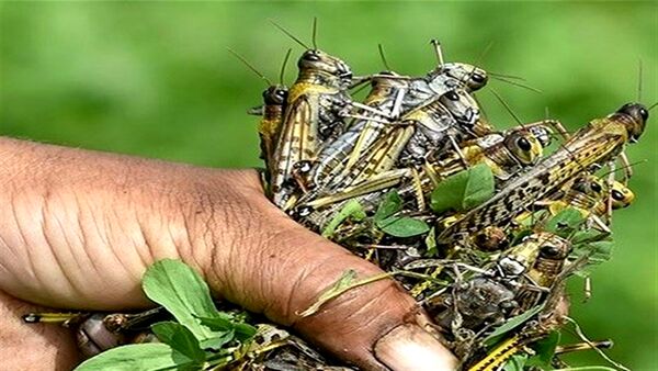 احتمال طغیان ملخ مراکشی وجود ندارد