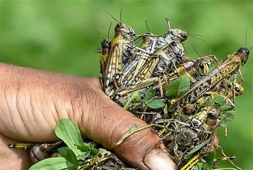 احتمال طغیان ملخ مراکشی وجود ندارد