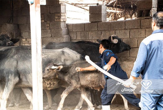 آغاز واکسیناسیون رایگان سراسری علیه بیماری لمپی اسکین در جمعیت دام سنگین خوزستان