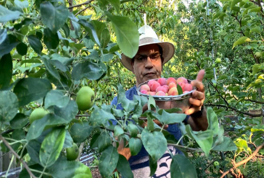 تولید سالانه ۲۰ میلیون تن محصول در باغات کشور