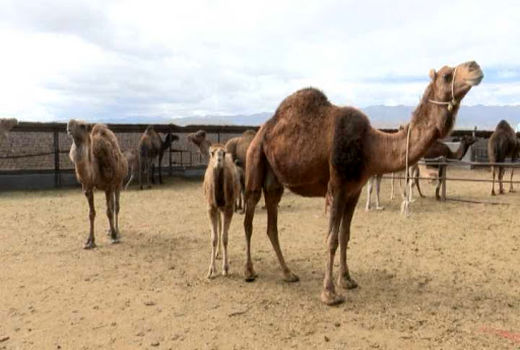 فعالیت 8 واحد پرورش شتر در شهرستان انار 
