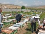 برخورد قاطع با عاملان تلفات زنبورها بر اثر سموم غیر مجاز در آذربایجان غربی