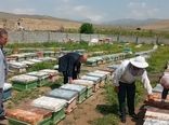 برخورد قاطع با عاملان تلفات زنبورها بر اثر سموم غیر مجاز در آذربایجان غربی