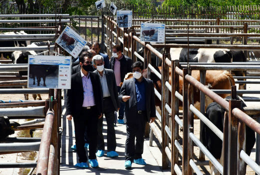 احیای مرکز اصلاح نژاد دام منطقه شمالغرب کشور فرصتی برای صنعت دامپروری آذربایجان شرقی 