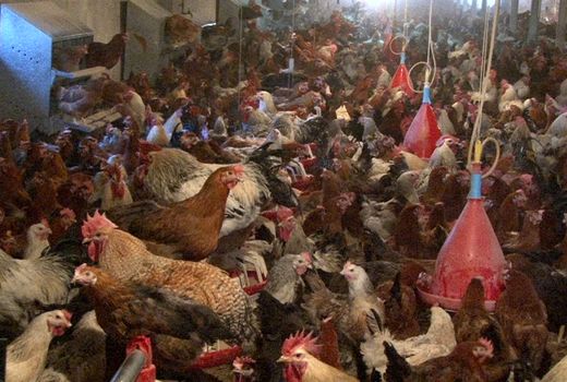 توسعه پرورش مرغ بومی اصلاح شده در واحدهای صنعتی