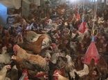 توسعه پرورش مرغ بومی اصلاح شده در واحدهای صنعتی