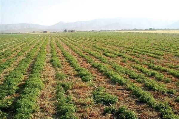 کاهش ۳۰ درصدی توان زراعی اصفهان با بسته بودن زاینده‌رود