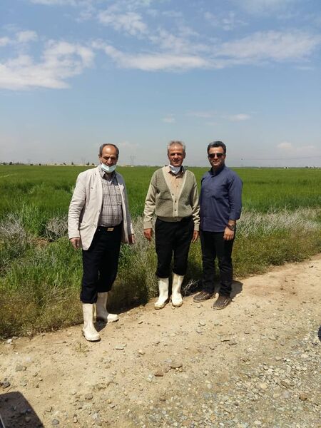 مزارع فشافویه از نظر آفات و بیماری های گیاهی مورد ارزیابی قرار گرفت
