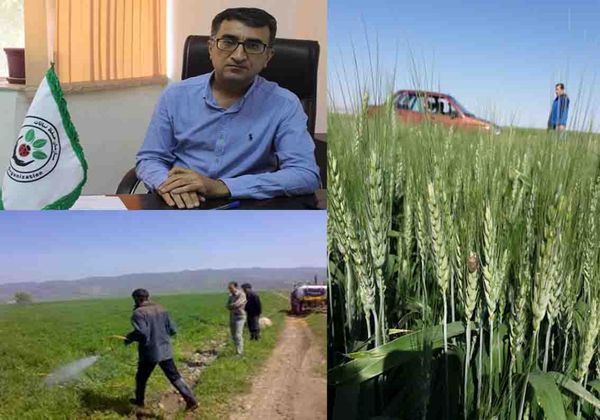 ۲۲ هکتار مبارزه شیمیایی با بیماری‌های قارچی مزارع گندم / هیچ گونه خسارتی به مزارع وارد نشده است
