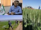 ۲۲ هکتار مبارزه شیمیایی با بیماری‌های قارچی مزارع گندم / هیچ گونه خسارتی به مزارع وارد نشده است