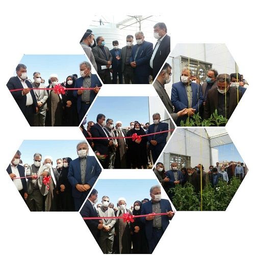 افتتاح  گلخانه گوجه فرنگی در بیضا 