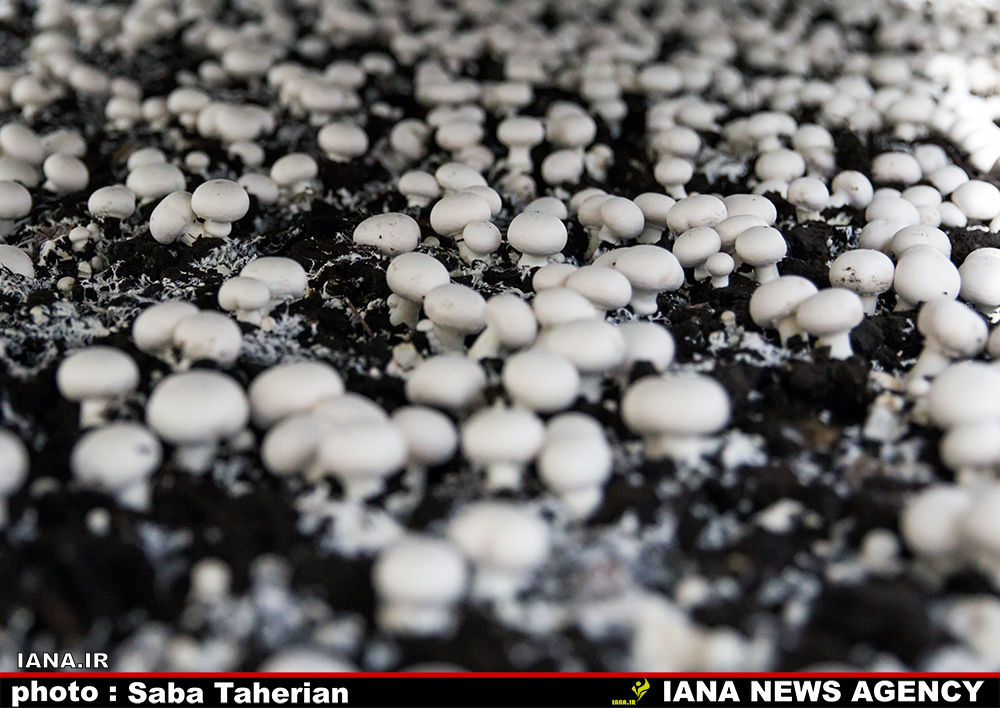 کارخانه قارچ