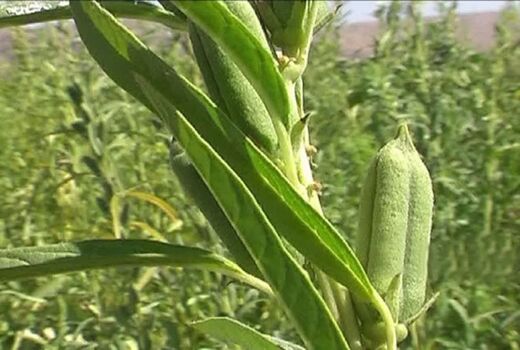 برداشت ۸۵۰ تن کنجد از مزارع قیروکارزین