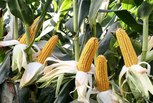 خلوص ژنتیکی بذور داخلی ذرت نسبت به بذور اروپایی برتری دارد