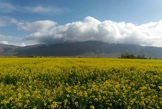 احداث کارخانه روغن کشی کلزا 