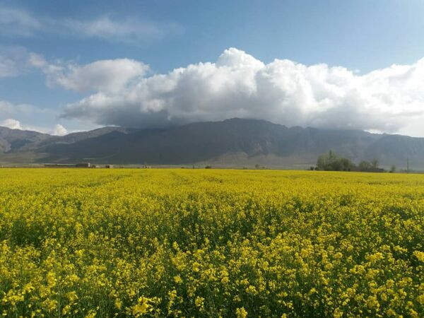 احداث کارخانه روغن کشی کلزا 