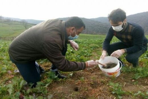 لزوم مبارزه  همگانی با جوندگان مضر در مزارع و باغات استان