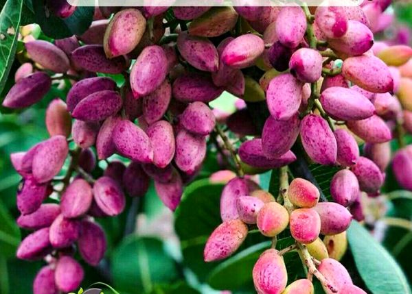 برداشت پسته از باغات شهرستان  بویین زهرا آغاز شد