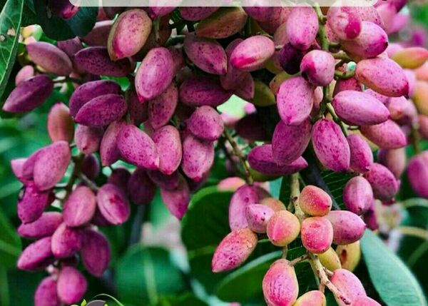 برداشت پسته از باغات شهرستان  بویین زهرا آغاز شد