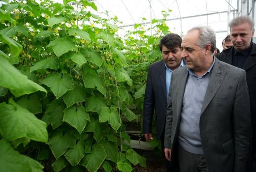 تاکید استاندار آذربایجان شرقی بر رفع موانع انرژی و نهاده‌های تولید در واحدهای گلخانه‌ای