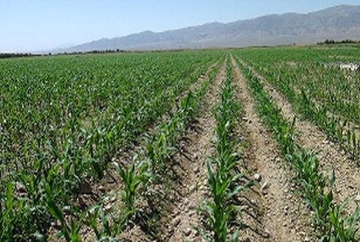 پروژه افزایش تولید علوفه در استان مرکزی اجرایی می‌شود