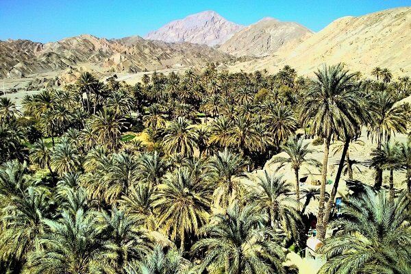 برگزاری کارگاه آموزشی مبارزه با آفات چوبخوار نخیلات در شهرستان تنگستان