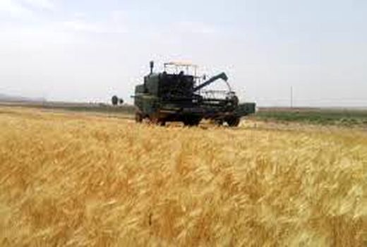 پایان برداشت جو در خرمشهر