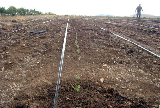  کاشت 77 هزار نشاء آویشن دنایی در شهرستان شبستر