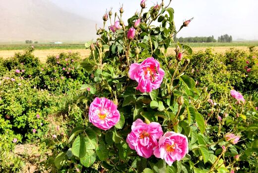 عطر شیرین درآمدزایی و اشتغال با کشت گل محمدی