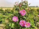 عطر شیرین درآمدزایی و اشتغال با کشت گل محمدی